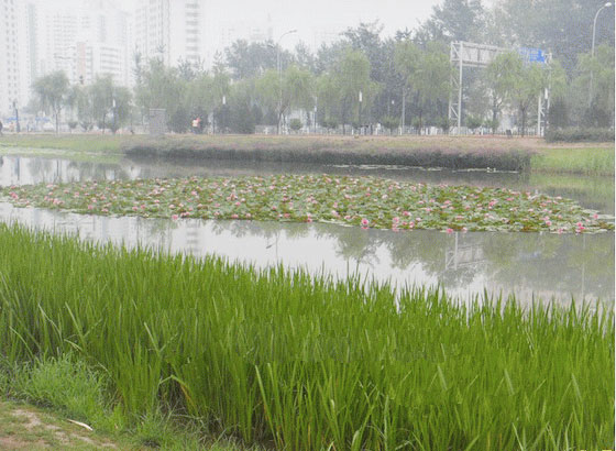 北京良乡滨水公园种植案例