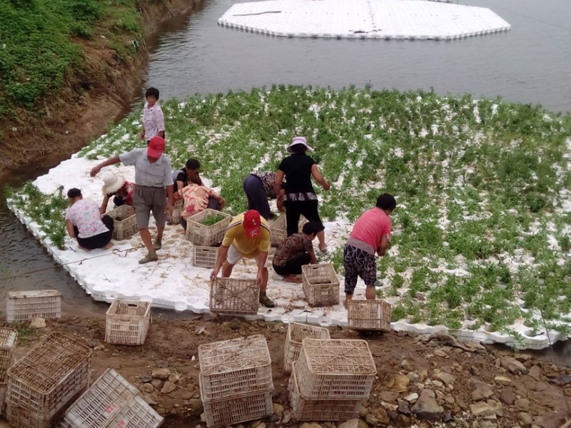 山东齐河浮岛施工案例