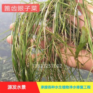 茨菇作用巨大，种植拓宽致富路