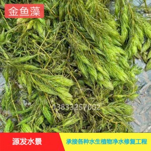 茨菇作用巨大，种植拓宽致富路