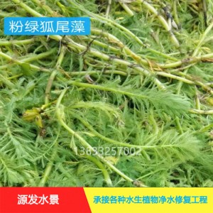 茨菇作用巨大，种植拓宽致富路