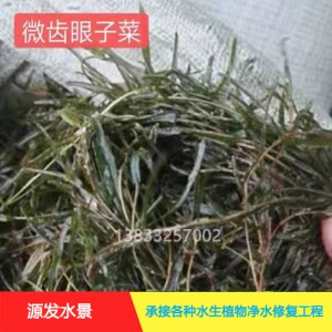 茨菇作用巨大，种植拓宽致富路