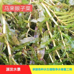 茨菇作用巨大，种植拓宽致富路