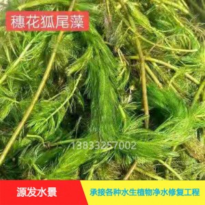 茨菇作用巨大，种植拓宽致富路