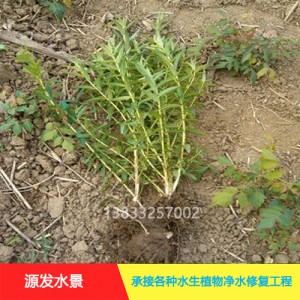 茨菇作用巨大，种植拓宽致富路