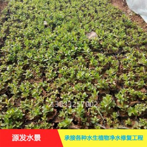 茨菇作用巨大，种植拓宽致富路