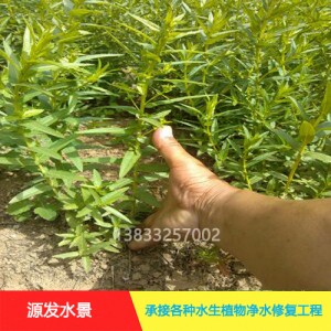 茨菇作用巨大，种植拓宽致富路