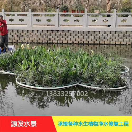 源发承接各种水生植物净水绿化工程  生态浮岛