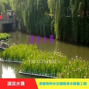 源发承接各种水生植物净水绿化工程  生态浮岛