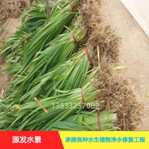 源发承接各种水生植物净水绿化工程  菖蒲