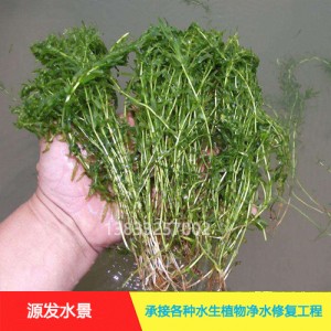 源发承接各种水生植物净水绿化工程  沉水植物